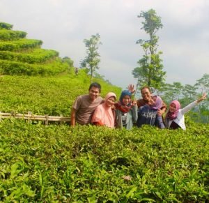 Kebun Teh Nglinggo Jogja